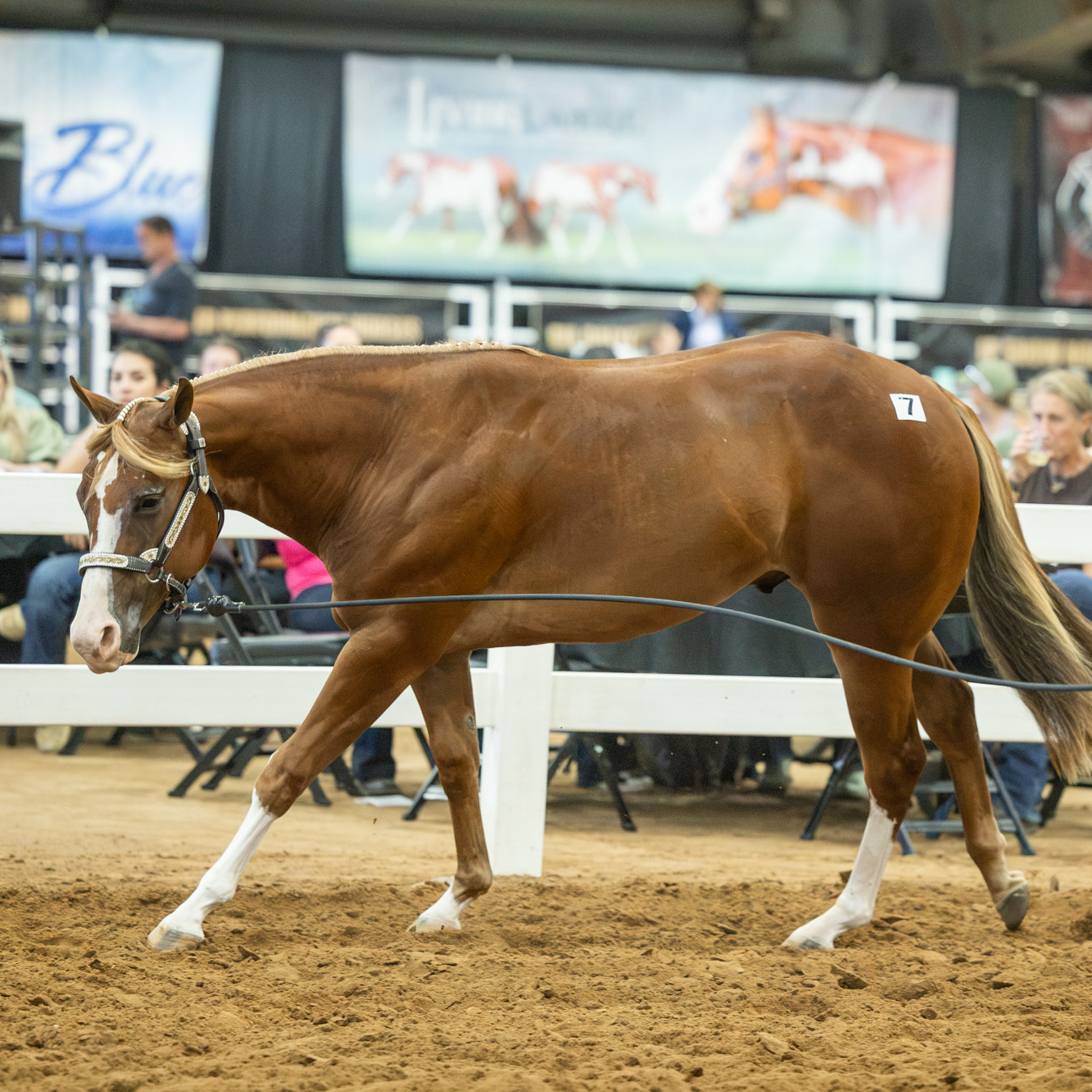 Next Generation Takes Center Stage at Markel Insurance BCF Yearling Sale Next Generation Takes Center Stage at Markel Insurance BCF Yearling Sale